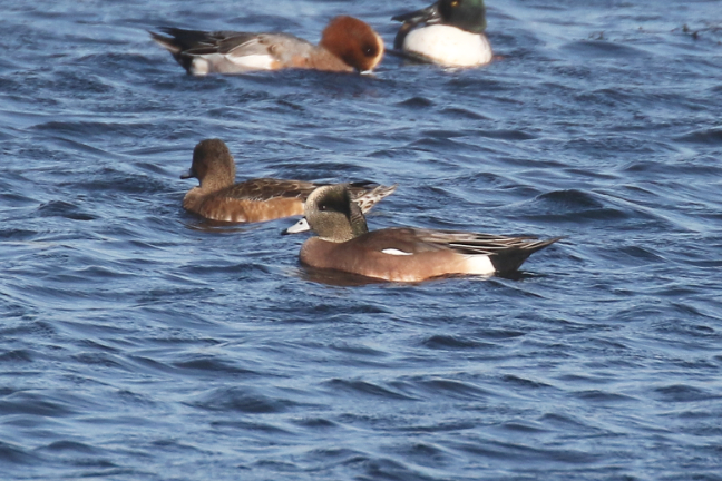 American Wigeon