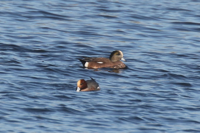 American Wigeon