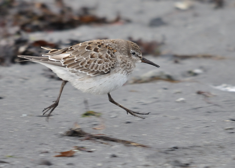 White-rumped Sandpiper