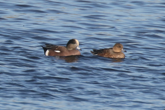 American Wigeon