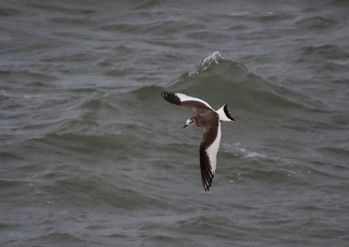 Sabine's Gull