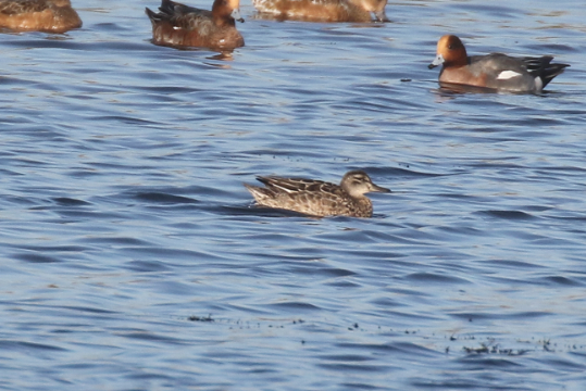 Garganey