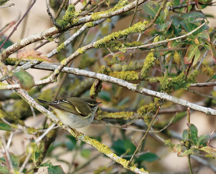 Yellow-browed Warbler