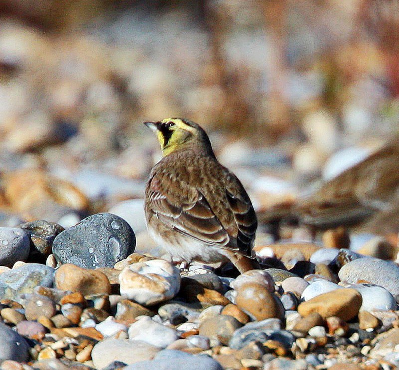 Shorelark