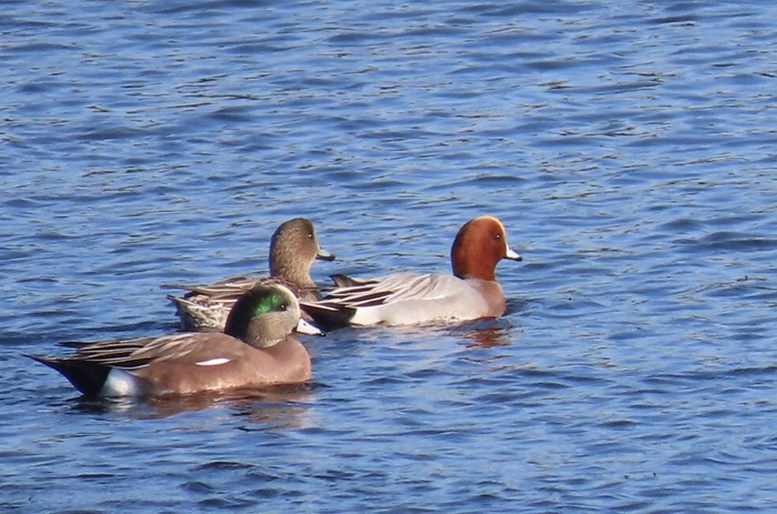 American Wigeon