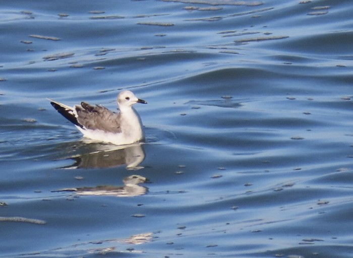Sabine's Gull