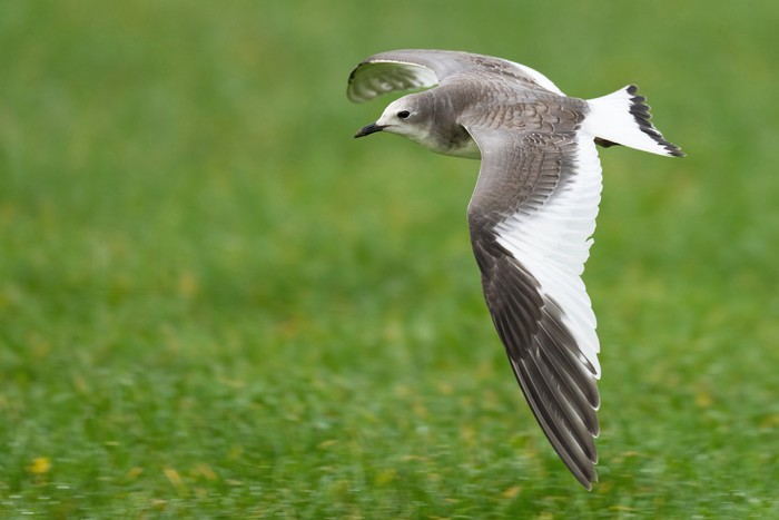 Sabine's Gull