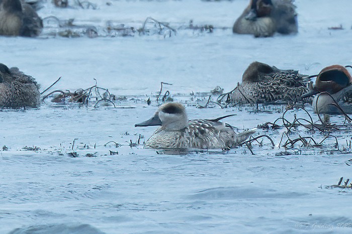 Marbled Duck