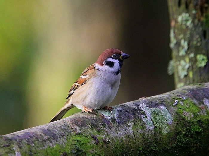 Tree Sparrow