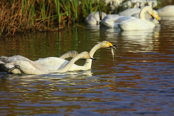 Whooper Swan