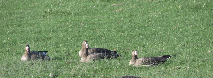 Russian White-fronted Goose