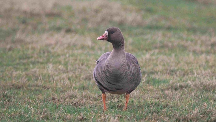 Russian White-fronted Goose