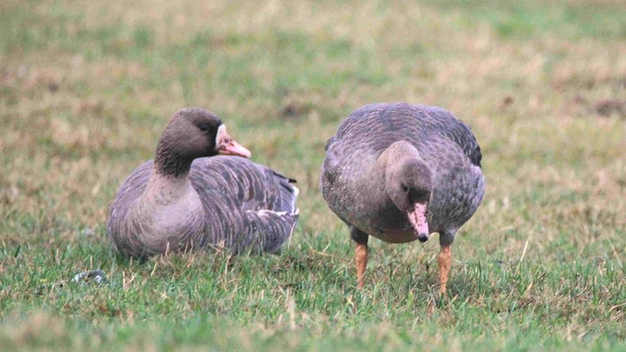 Russian White-fronted Goose