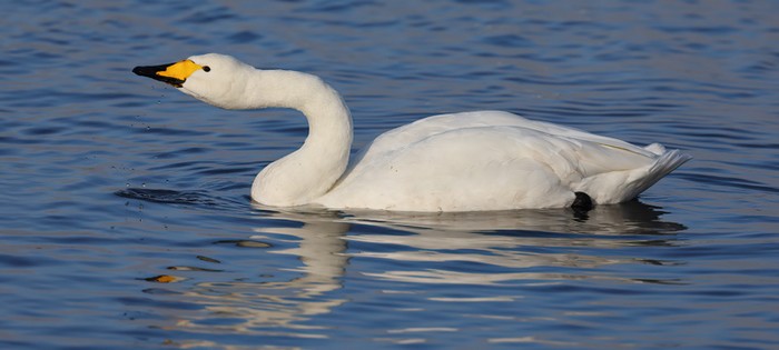 Whooper Swan
