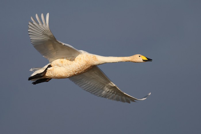 Whooper Swan