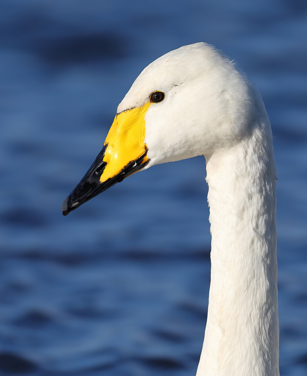 Whooper Swan