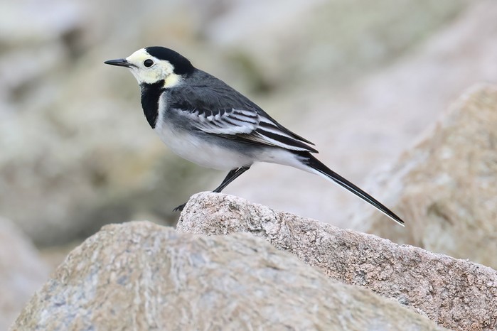Pied Wagtail