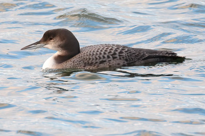 Great Northern Diver