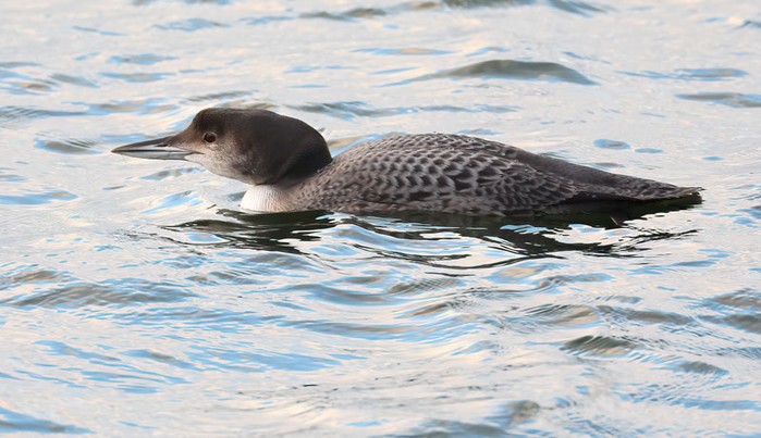 Great Northern Diver