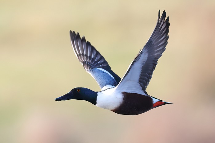 Shoveler