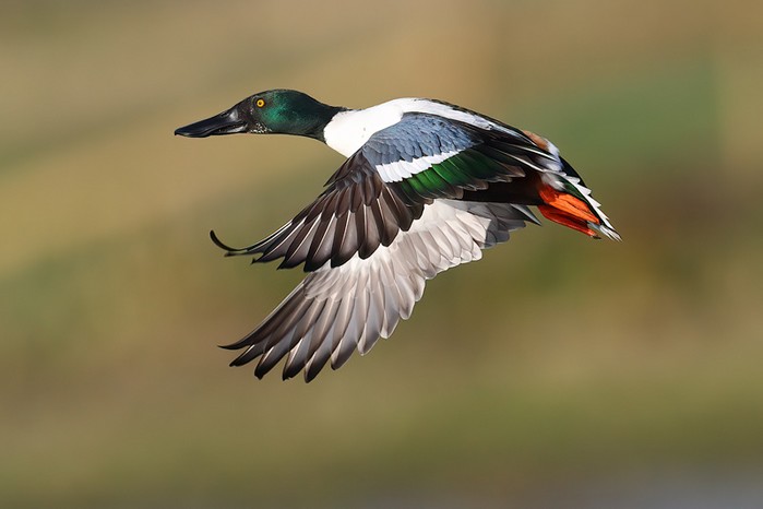 Shoveler