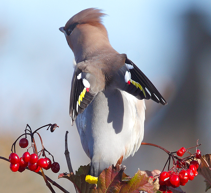 Waxwing