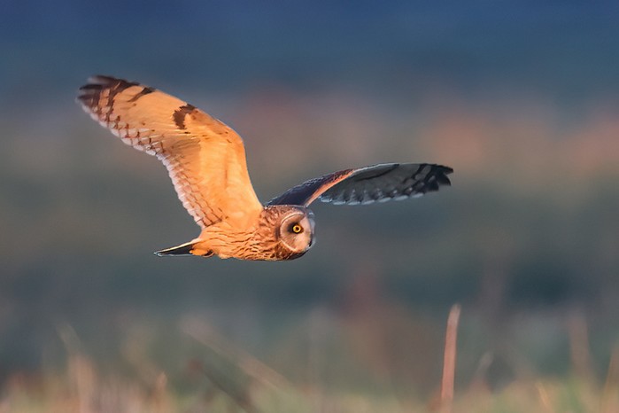 Short-eared Owl