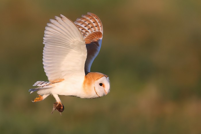 Barn Owl