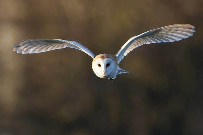 Barn Owl