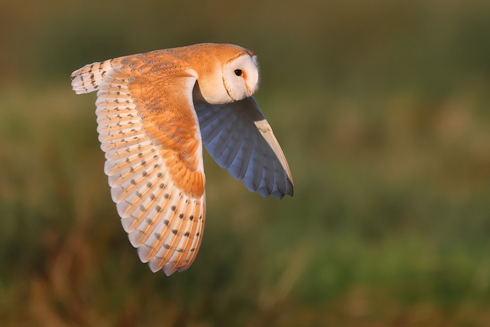 Barn Owl