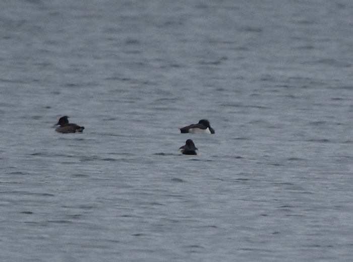 Ring-necked Duck