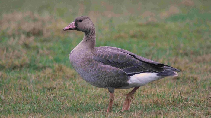 Russian White-fronted Goose