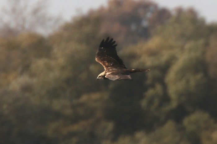 Marsh Harrier