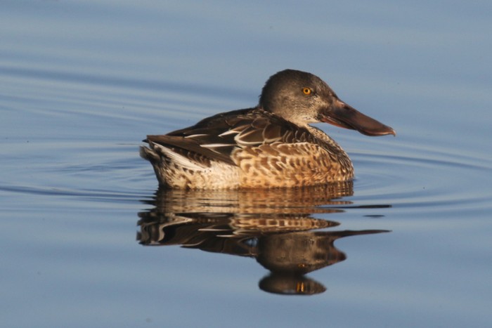 Shoveler