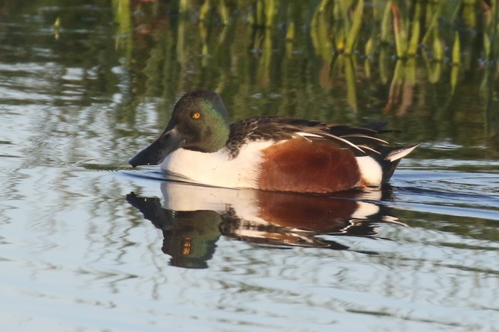 Shoveler