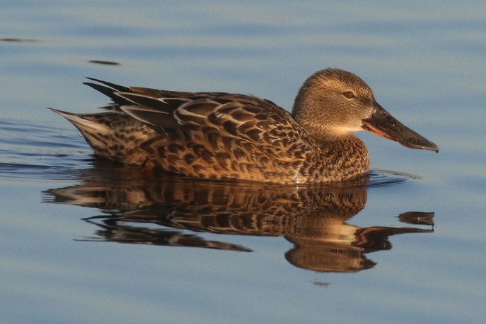 Shoveler