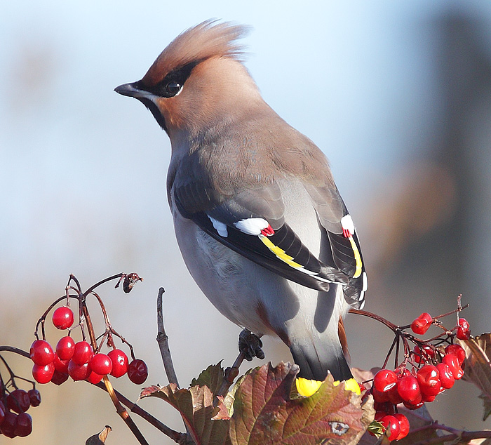 Waxwing