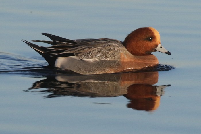 Wigeon