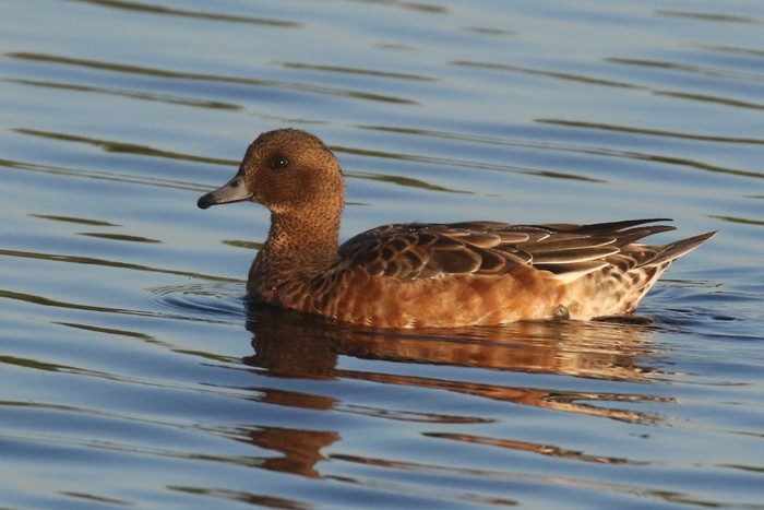 Wigeon