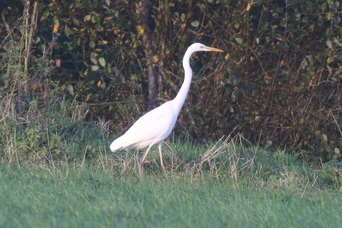 Great White Egret