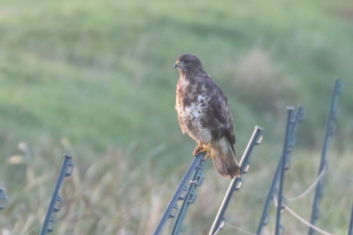 Buzzard