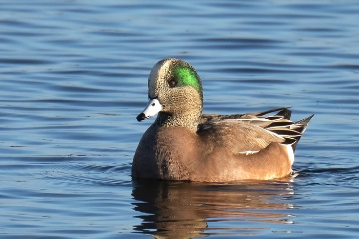 American Wigeon