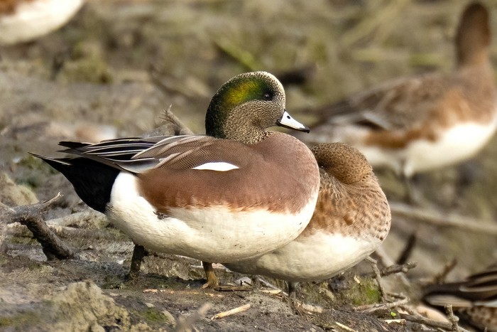 American Wigeon