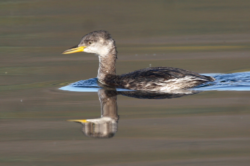 Red-necked Grebe