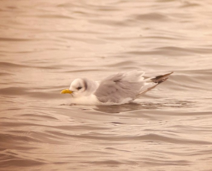 Kittiwake