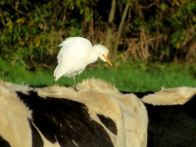 Cattle Egret