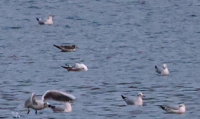 Sabine's Gull
