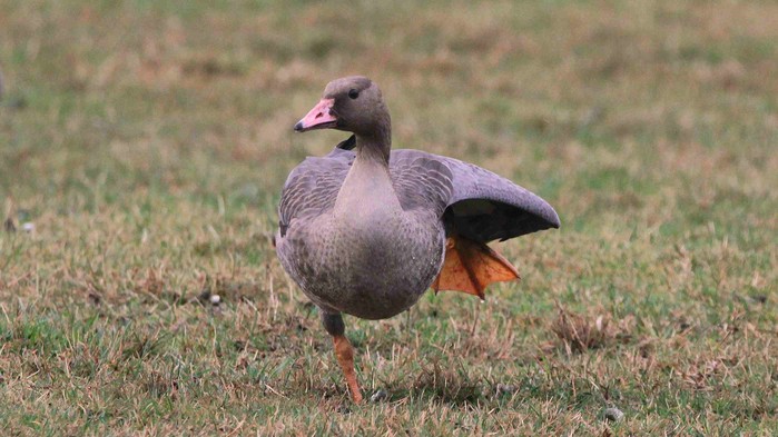 Russian White-fronted Goose