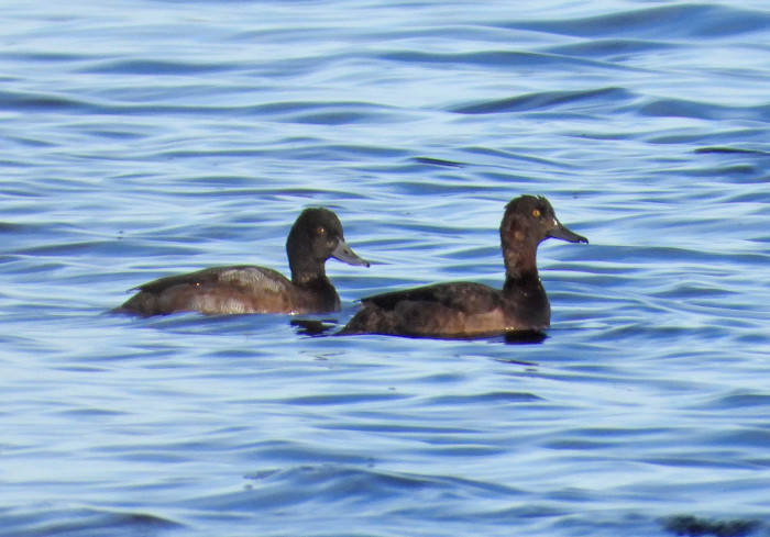 Lesser Scaup