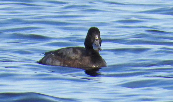 Lesser Scaup